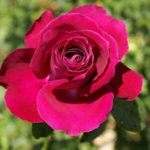 Kovsie Roos Rose 5lt