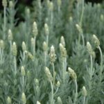 Lavandula Dentata "Pure Harmony" - White 15cm Pot Common Name: White French Lavender, Pure Harmony White Lavender