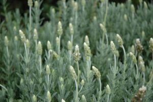 Lavandula Dentata "Pure Harmony" - White 15cm Pot Common Name: White French Lavender, Pure Harmony White Lavender