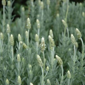 Lavandula Dentata "Pure Harmony" - White 15cm Pot Common Name: White French Lavender, Pure Harmony White Lavender