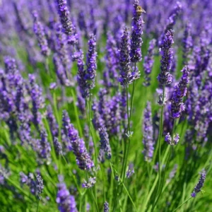 Lavandula Intermedia - "Dutch" 15cm Pot Common Name: Dutch Lavender