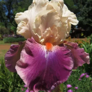 Bearded Iris plants now available at clicknplant.co.za A nursery near me!