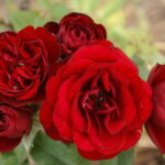 Lava Glow Rose 5lt