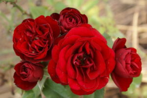 Lava Glow Rose 5lt