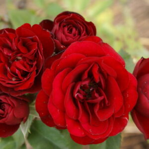 Lava Glow Rose 5lt