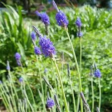 Lavandula Sidonie - "Australian" 15cm Pot Common Name: Australian Lavender ‘Sidonie’