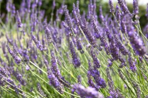 Lavandula X Intermedia - "Grosso" 15cm Pot Common Name: Grosso Lavender