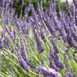 Lavandula X Intermedia - "Grosso" 15cm Pot Common Name: Grosso Lavender