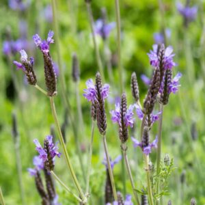 Lavander 'Spanish Eye' 15cm Pot| Common Name: Fernleaf Lavender