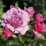 Lavender Midinette Rose 5lt