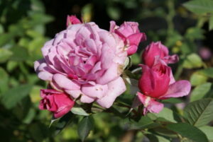 Lavender Midinette Rose 5lt