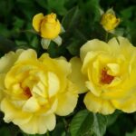 Leeudoorn’s First Choice Rose 5lt