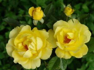 Leeudoorn’s First Choice Rose 5lt