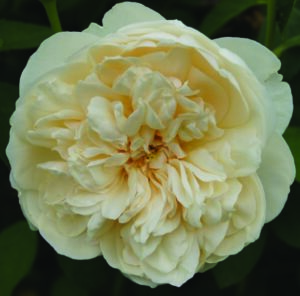 Lichfield Angel Rose 5lt