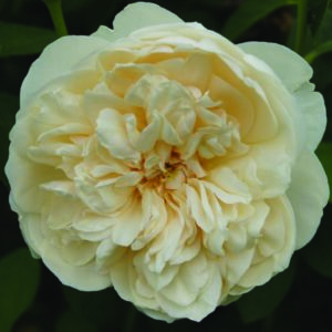 Lichfield Angel Rose 5lt