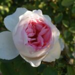 Linda Anne Rose 5lt