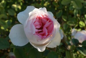 Linda Anne Rose 5lt