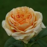 Liz McGrath Rose 5lt