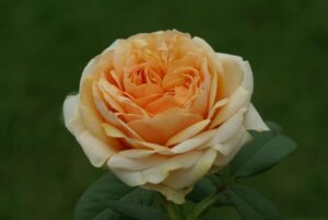 Liz McGrath Rose 5lt