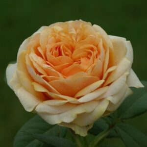 Liz McGrath Rose 5lt