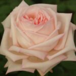 Lyn Keppler Rose 5lt