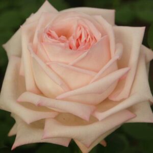 Lyn Keppler Rose 5lt