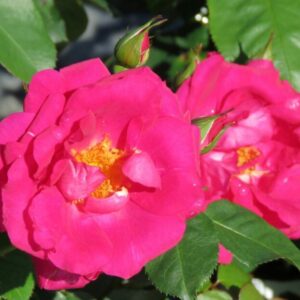 Lyndal Dawn Rose 5lt