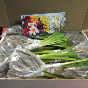 Gift Box Of Love clicknplant.co.za Nursery near me Gift Box Of Love clicknplant.co.za Nursery near me