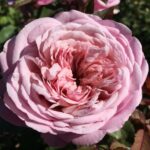 Madre Tierra DELludromo(P) Rose 5lt
