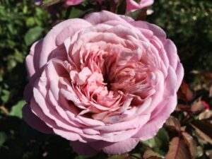Madre Tierra DELludromo(P) Rose 5lt
