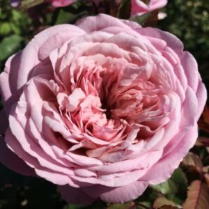 Madre Tierra DELludromo(P) Rose 5lt