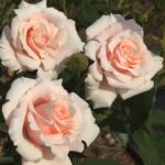 Majolika Rose 5lt