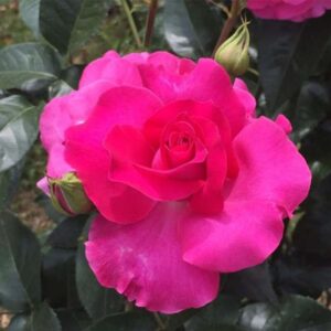 Manou MEILLAND Rose 5lt