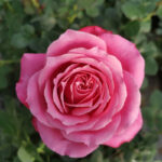 Manuela Crabbia LUDfairuksha(P) Rose 5lt