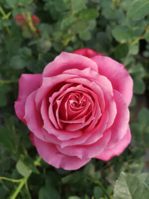 Manuela Crabbia LUDfairuksha(P) Rose 5lt