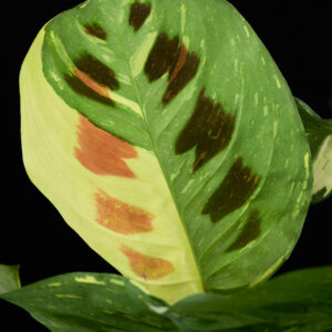 Maranta Leuconeura Variegated 23cm Pot Common Name: Variegated Prayer Plant