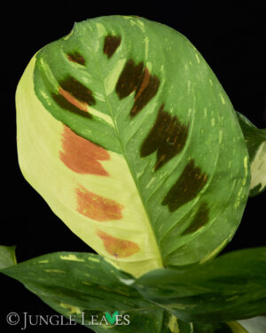 Maranta Leuconeura Variegated 23cm Pot Common Name: Variegated Prayer Plant