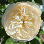 Marzipan KORpanima (P) Rose 5lt
