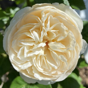 Marzipan KORpanima (P) Rose 5lt