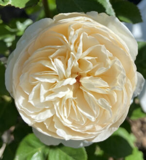 Marzipan KORpanima (P) Rose 5lt