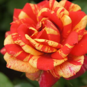 Meli-Melo Rose 5lt