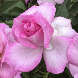 Mount Nelson Hotel Rose 5lt