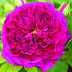 Munstead Wood Rose 5lt