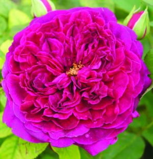 Munstead Wood Rose 5lt