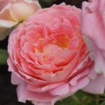 Mushe Kirsh Rose 5lt