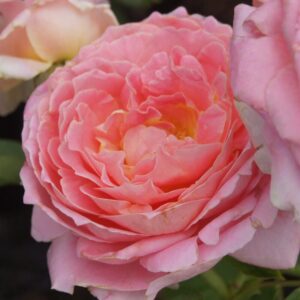 Mushe Kirsh Rose 5lt