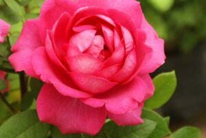 My Annie Rose 5lt