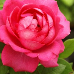 My Annie Rose 5lt