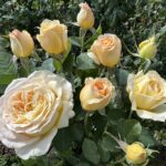 My Best Friend Rose 5lt