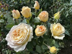 My Best Friend Rose 5lt